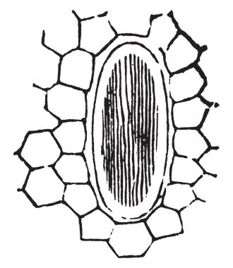 Rafides Arisaema hücreleri çevreleyen, vintage çizgi çizme veya illüstrasyon oyma küçük hücre ile gösteren bir resim.