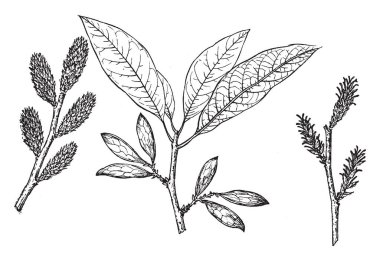 Bitkiler, vintage çizgi çizme veya oyma illüstrasyon dalları.
