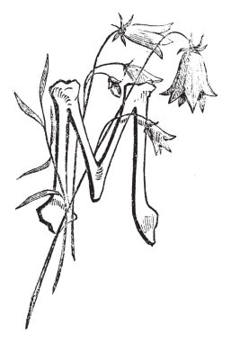 Çiçekler, vintage çizgi çizme veya oyma illüstrasyon ile dekoratif harf M