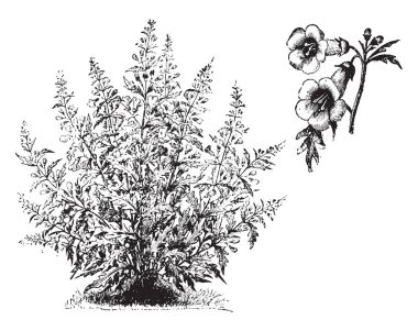 A picture is showing Habit and detached Flowers of Gerardia Quercifolia. The flowers are yellow and tubular shaped. Its leaves are narrowly oblong, vintage line drawing or engraving illustration. clipart