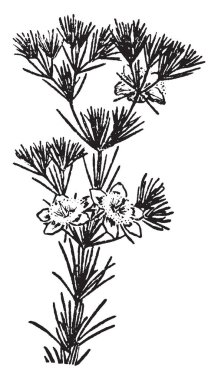 Bir resim çalı çiçek bitki gösterir. Bitkilerin birçok türün ya çalılar veya ağaçları, onların yetişme şartlarına bağlı olarak artabilir. Bir çalı yaprakları ile genişletilmiş bıçaklar, vintage çizgi çizme veya oyma illüstrasyon ile.