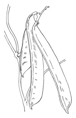 Bu Jack fasulye bir görüntüdür. Düz ve uzun, vintage çizgi çizme veya oyma illüstrasyon bakla bu bitki.
