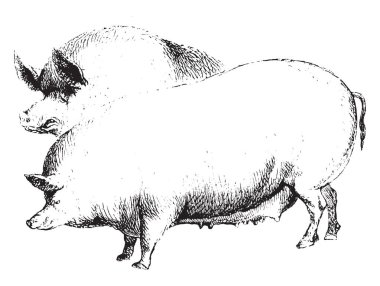 Domuzlar diğer tür, vintage çizgi çizme veya oyma illüstrasyon ile birlikte ortak Avrasya yaban domuzu vardır.
