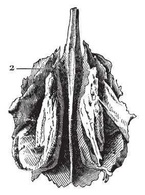 Bu illüstrasyon insan kafatası, vintage çizgi çizme veya oyma illüstrasyon Etmoid kemiğin temsil eder..