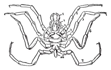 Ekleri yedi çift çizim veya illüstrasyon oyma 1-7, vintage hattın gösteren Nymphonomorphous.