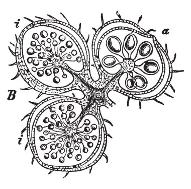 Heterospory üretimini gösteren bir resim. Heterospory Sporlar iki farklı boyut ve cinsiyette sporophytes arazi bitkiler, vintage çizgi çizme veya oyma illüstrasyon tarafından yapımıdır.
