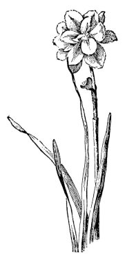 Nergis poeticus plenus kokulu çiçek, vintage çizgi çizme veya oyma illüstrasyon biçiminde bir kap olduğunu.