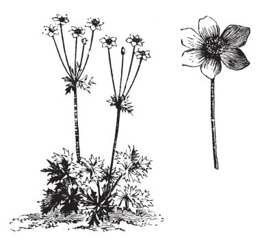 Bir resim bir bitki ve çiçek Anemone Narcissiflora gösteriyor. Anemone Narcissiflora genellikle krem renkli çiçekler ve dış, vintage bazen morumsu olan çizgi çizim veya oyma illüstrasyon.