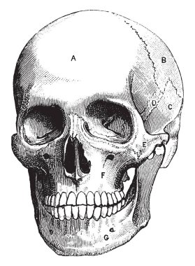 Frontal kemik ve paryetal kemik, vintage çizgi çizme veya oyma illüstrasyon.