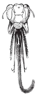 Kafa Anthophora, vintage illüstrasyon kazınmış. Doğal Tarih hayvanların, 1880