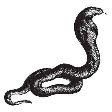 Kobra bir Elapidae, vintage çizgi çizme veya oyma illüstrasyon ailesindeki zehirli yılan türüdür.