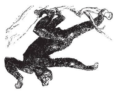 Alt familya Atelinae, vintage çizgi çizme parçası Ateles ait veya illüstrasyon oyma yeni dünya maymunlar örümcek maymun vardır.