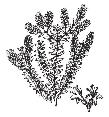 Bu resmi temsil Plantaginaceaea ailenin bitki adı Veronica Traversii olduğunu süs bitkileri çoğunlukla bulunan Yeni Zelanda, vintage çizgi çizme veya oyma illüstrasyon.