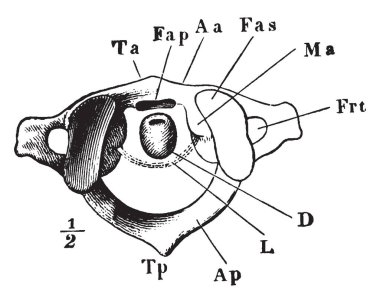 Bu örnekte 1 servikal Vertebra, vintage çizgi çizme veya oyma resimde olan Atlas temsil eder..