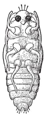 Pasif perisi en olgunlaşmamış bazı omurgasızlar, vintage çizgi çizme veya oyma illüstrasyon biçimidir.