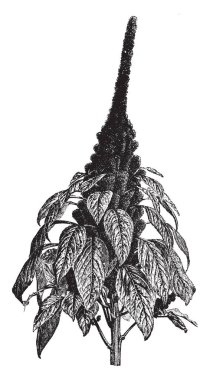 Bir resim Amaranthus Hypochondriacus bitkiler gösterir. Galler Prensi tüy veya prensin geçiş yumuşatma bilinen bir süs bitkisidir. Derin kırmızı çiçekler ve yapraklar renk, vintage çizgi çizme veya oyma illüstrasyon morumsu.