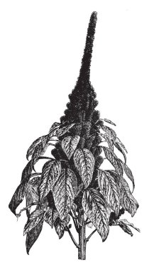 A picture shows Amaranthus Hypochondriacus Plants. It is an ornamental plant commonly known as Prince-of-Wales feather or prince's-feather. The flowers are deep crimson & leaves are purplish in color, vintage line drawing or engraving illustration. clipart