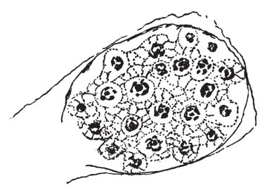 Sporlar büyüme Cyclospora Cayetanensis, vintage çizgi çizme veya oyma illüstrasyon.