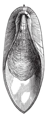 Kemik kalkerli doğa, vintage çizgi çizme veya oyma illüstrasyon iç bir destek olan cuttle balık.