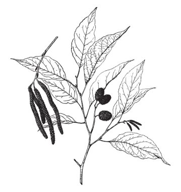 Bu görüntüde üç ila altı külah vardır. Koyu yeşil yeşillik, vintage çizgi çizme veya oyma illüstrasyon ağaç vardır.