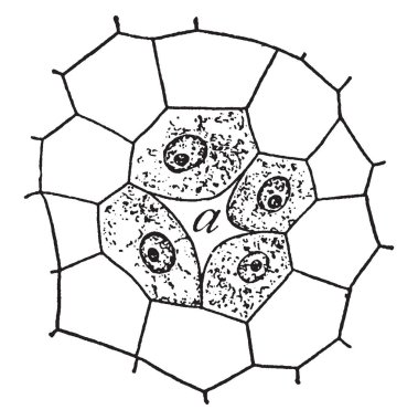 Bir örnek reçine bezinin bir çam ağacı, vintage çizgi çizme veya oyma illüstrasyon.