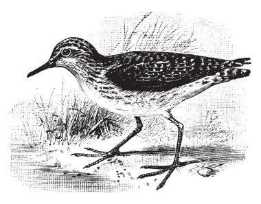 Yalnız Sandpiper leylekgiller çoğunlukla Avrupa, vintage çizgi çizme ve gravür illüstrasyon bulundu kuş olduğunu.