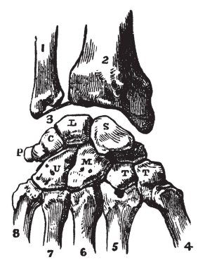 Bu resimde Carpus, vintage çizgi çizme veya oyma illüstrasyon kemikleri temsil eder..