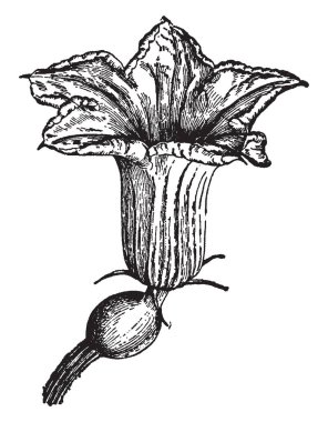 Bir resim ile birlikte yumuşak tüylü Sepals, küresel pistil Hubbard Squash çiçek gösterir. Çiçek beş yaprakları olan şeklinde bell ve staminate çiçek, vintage çizgi çizme veya oyma illüstrasyon.