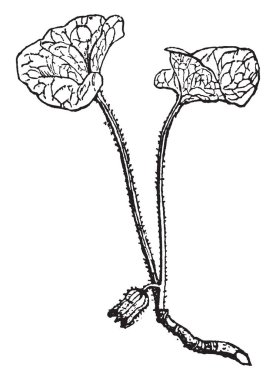Asarum bir bitkidir. Kök ilaç yapmak için kullanılır ve yaprakları kalp şeklinde, vintage çizgi çizme veya oyma illüstrasyon.