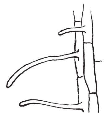 Bir resim bir fide akçaağaç, vintage çizim için genç kök hücrelerin veya illüstrasyon oyma.