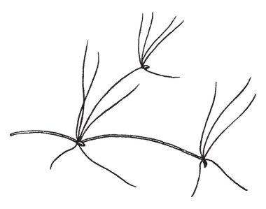 Olgun sivri, vintage çizgi çizme veya oyma illüstrasyon kök.