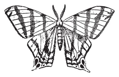 Larva durumda Geometrina var sadece dört prolegs, vintage çizgi çizme veya oyma illüstrasyon.