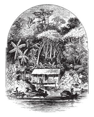 Bu kroki bir ev ile birlikte kauçuk ağacı nehrin kenarında yer alır. Bazı insanlar ev, vintage çizgi çizme veya oyma illüstrasyon önünde duruyor.