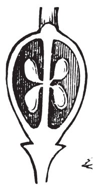 Kırmızı Buckeye yumurtalık parçası. Yumurtalık içinde olan bir sonra tohum büyümek dört yumurta döllenme, vintage çizgi çizme veya oyma illüstrasyon.