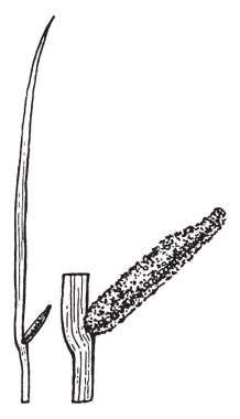 Resmini Acorus çiçekli bitkiler. Spadix 4-10 cm uzunluğunda ve yeşillik tarafından alınır. Kılıf Spadix, vintage çizgi çizme veya oyma resimde on kat daha uzun olabilir.