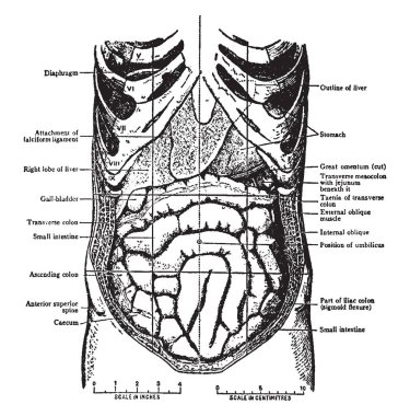 Karın iç organlar abdomin koydu ne zaman aç ve büyük omentumun kaldırıldı, vintage çizgi çizme veya oyma resimde görüldüğü gibi yerinde.