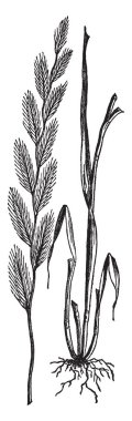 Çiçekli darnel, sapları biraz kalın, bıçak sapları için bağlı ve çiçek büyür çimen çiçek üst tarafı gösteren bu resim küçük, kökleri çok kısa ve ince, vintage satır çizim veya gravür illüstrasyon.