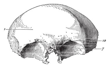 Bu resimde Frontal kemik insan kafatası, vintage çizgi çizme veya oyma illüstrasyon temsil eder..