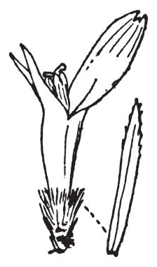 Bir bileşik çiçek anatomisi gösteren bir resim. Onlar çiçek ve damak kaldırıldı, vintage çizgi çizme veya oyma illüstrasyon yapıldı..