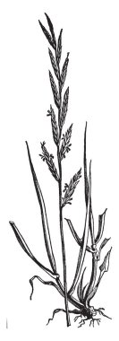 Çivili grass.it ot kökleri ve tohum büyüyen şube ve bağlı kök çok düz, vintage çizgi çizme veya oyma illüstrasyon ince gösteren resmini.