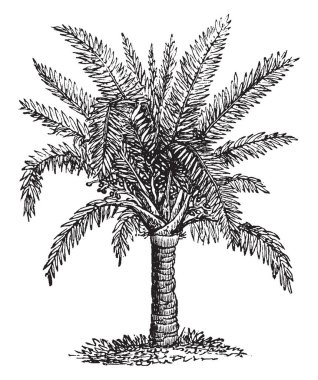 Sago palmiye ağacı resmi. Sago palmiye sago bilinen bir nişastalı gıda üretmek için kullanılan çeşitli tesisler için kullanılan bir isimdir. Palmiye saç gövde, vintage çizgi çizme veya oyma illüstrasyon birçok koyu yeşil yaprakları vardır.