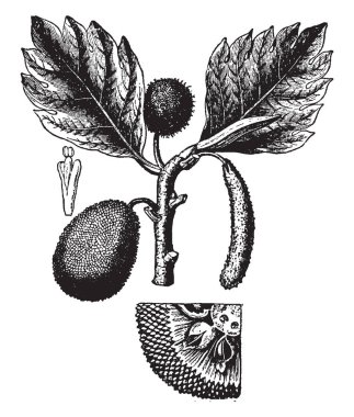 Bu çerçevede bir nefesi gibi görünüyor meyve meyveler adında bir ağaç var. Bu başka bir meyve suyu, vintage çizgi çizme veya oyma illüstrasyon familyasından.