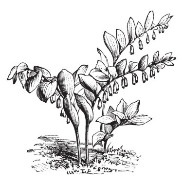 Karabuğday ailesindeki Polygonum Japonicum bitkisinin bir örnek. Polygonum Japonicum çiçek Kuzukulağıgiller yaklaşık 220 türlerin bir türdür. Beyaz Tüp, vintage çizgi çizme veya oyma illüstrasyon yeşil deltoid diş çiçektir.
