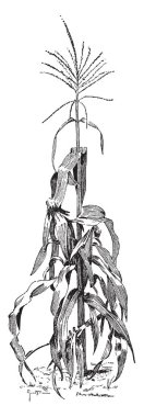 Genellikle süs amaçlı, vintage çizgi çizme veya oyma illüstrasyon için kullanılan sabit bir çekirdek (kırmızımsı kahverengi, koyu mor ve sarı gibi) çeşitli renklerin olan Mısır.