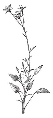 Bu çan çiçeği Carpatica çiçek bir dalıdır. Açık çan şeklinde çiçek var. Onun çiçekleri beyaz, mavi, pembe ve mor renk, vintage çizgi çizme veya oyma resimde var.