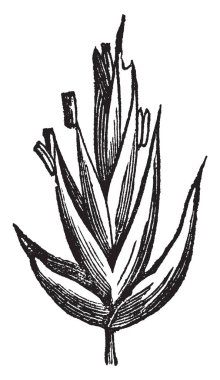 Bu resim gösterilen orchard çim çiçek şube, vintage çizim için üst tarafında yetişir veya illüstrasyon oyma.