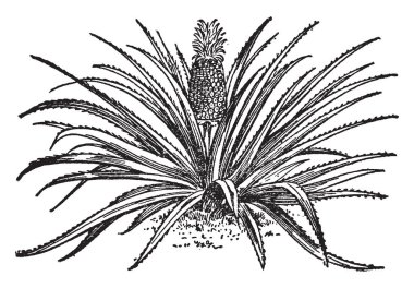 Lezzetli bir tropikal meyve meyve ananas gösteren bir resim. Benzeyen bir çam kozalağı, vintage çizgi çizme veya illüstrasyon oyma bir tatlı, sarı meyve.