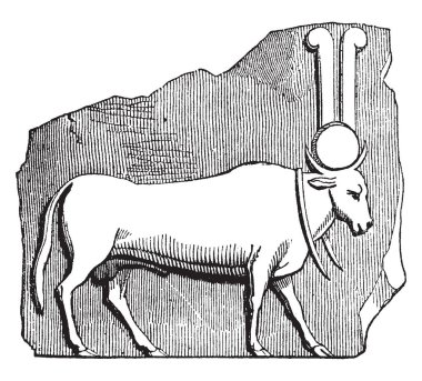Bu görüntüde bir duvar ve bir boğa giymek yakınındaki boğa ayakta olan büyük kolye, vintage çizgi çizme veya oyma illüstrasyon.