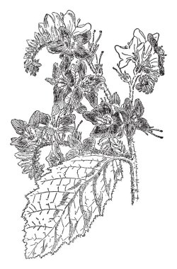 Bir bitki ile büyük yaprakları ve o derin leylak rengi çiçekler, vintage çizgi çizme veya oyma illüstrasyon büyük kümeleri üretir.