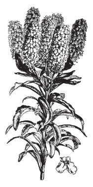 Iberis Coronaria çiçekli bitkidir ve şube, vintage çizgi çizme veya oyma illüstrasyon büyüyen üst beyaz bir sürü çiçek.